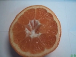 鶏肉のオレンジ(はっさく)煮2.jpg