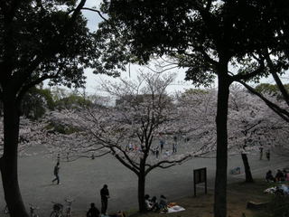 お花見☆桜 港南台北公園 2011-03.JPG